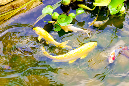 fish in waterの写真素材