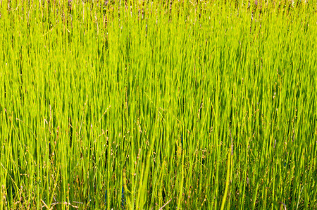 green grass in the swampの写真素材