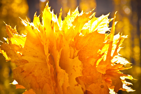 bright maple leaves in autumnの写真素材
