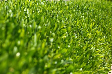 Abstract summer background of sunlit green leavesの写真素材