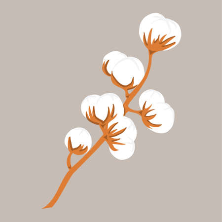 Hand drawn delicate branch of cotton flower plant, vector illustrationのイラスト素材