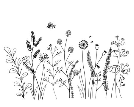 Hand drawn doodle drawing of field herbs and flowersのイラスト素材