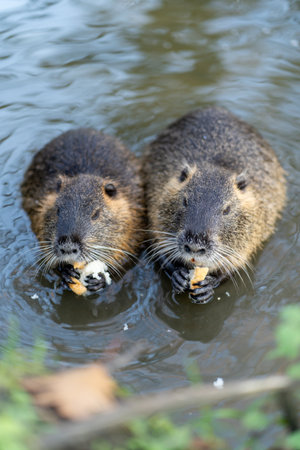 Two coypus floating and eating breadの写真素材