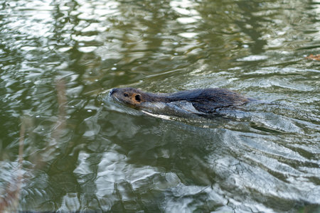 Coypu swimming in calm pondの写真素材