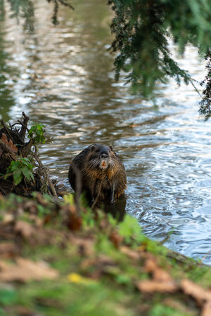 Coypu standing in shallow water in forest pondの写真素材