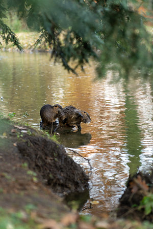 Coypus at forest pond in autumnの写真素材