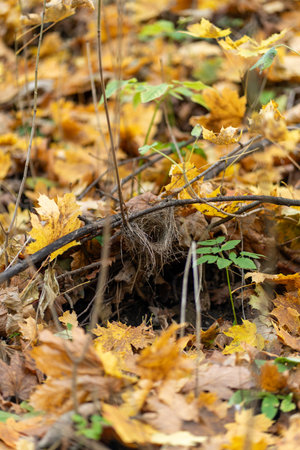 Small bird nest on branch among leavesの写真素材