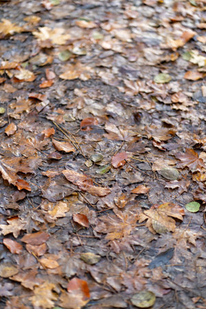 Wet autumn leaves on forest groundの写真素材