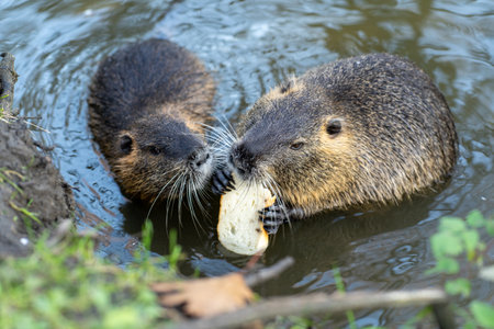 Coypu pair sharing bread close upの写真素材