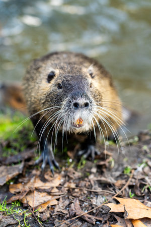 Coypu portrait on riverbank Close up of wild nutria with long whiskers on shore near water.の写真素材