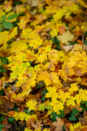 Bright yellow maple leaves in autumnの写真素材