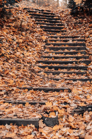 Leafy steps in autumn forestの写真素材
