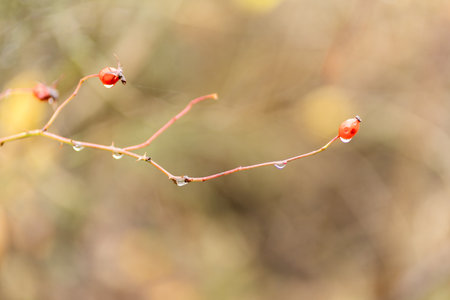 Minimal branch with red berries and dew dropsの写真素材