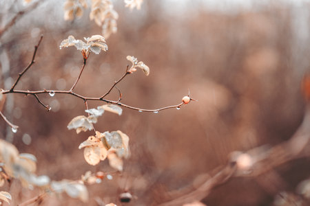 Brown toned branch with small berry and dew dropsの写真素材