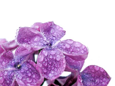 Wet lilac closeup on white background (isolated).の写真素材