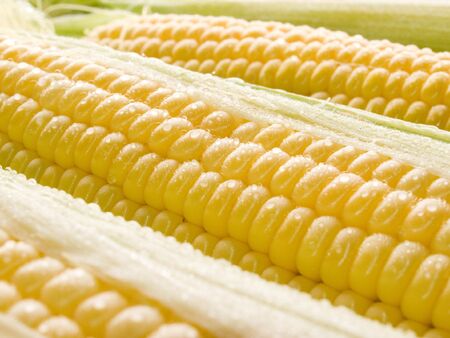 Corn closeup background.