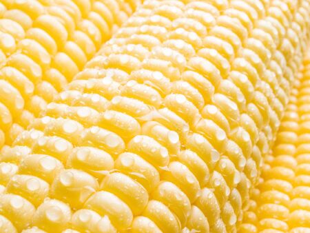 Corn closeup background.の写真素材
