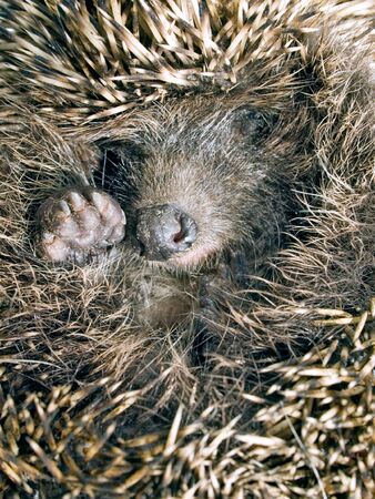 Grey hedgehog closeup.の写真素材