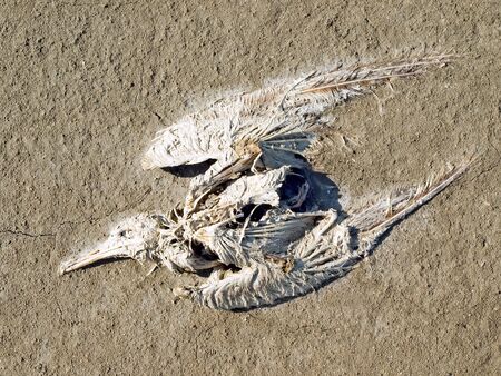 Dead gull on ground background.の写真素材