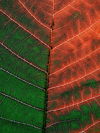 Red-green leaf closeup texture background.の写真素材