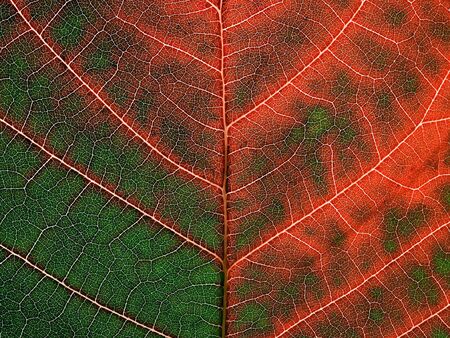 Red-green leaf closeup texture background.の写真素材