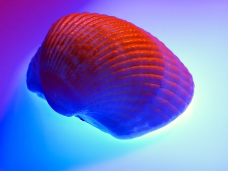 Cockleshell on abstract colorful background.の写真素材