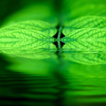 Green leaf reflecting in the water.の写真素材