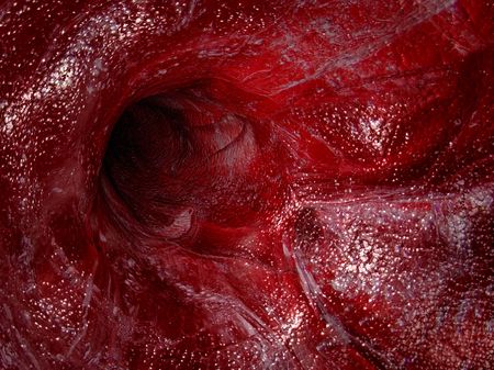 Blood vessel - 3D render illustration.の写真素材