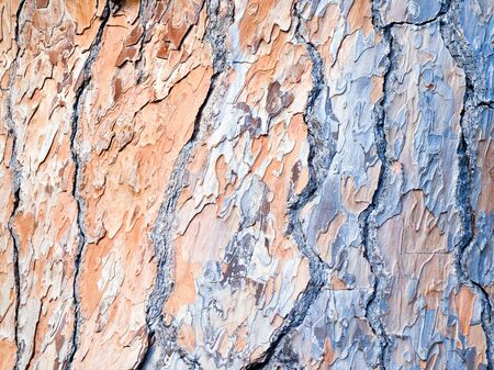 Bark of coniferous tree closeup texture background.