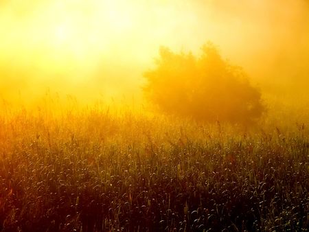 Tree on morning mist.の写真素材