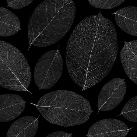 Seamless pattern - white dried leafs on black background - seamless background for continuous replicate. See more seamless patterns in my portfolio.の写真素材