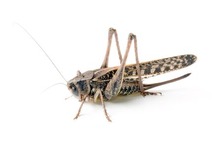Brown locust isolated on white background.の写真素材