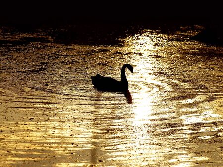 Swan on river.の写真素材