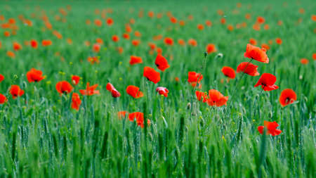 Red poppy flowers on green meadow background.の写真素材