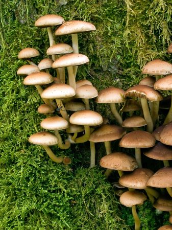 Mushroom (agaric honey) on green moss background.