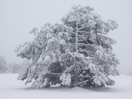 Snowy tree.の写真素材