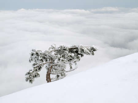 Alone fir on snowy slope.の写真素材