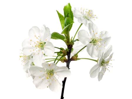 White blossomed cherry on white background (isolated).の写真素材
