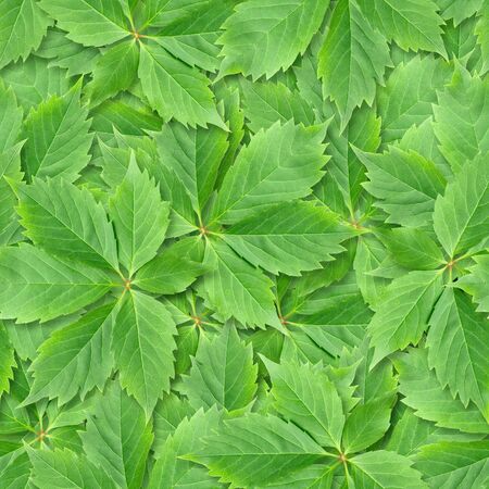 Vine leafs seamless background - background for continuous replicate. See more seamless backgrounds...