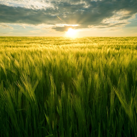 Sun over green wheat field. Sun over green wheat field.