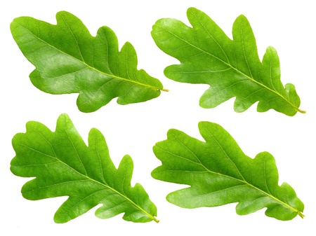 Green oak leafs set isolated on white background.の写真素材