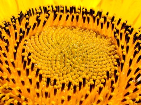 Sunflower closeup background.の写真素材