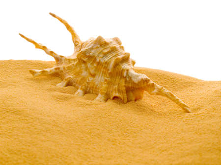 Shell in sand isolated on white background.
