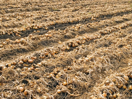 Ripe onion on field.の写真素材