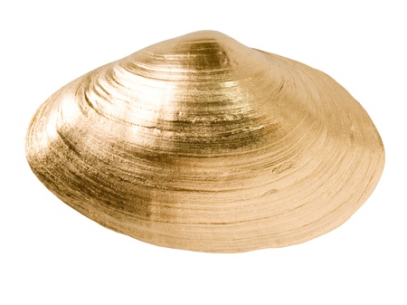 Gold shell isolated on white background.