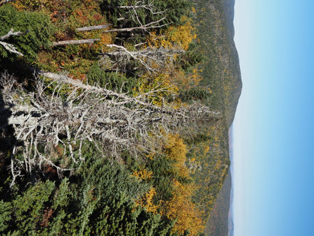 Aerial view of the autumn forest with fallen trees and blue skyの写真素材