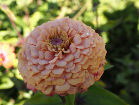 pink zinnia flower in the garden, closeup of photoの写真素材