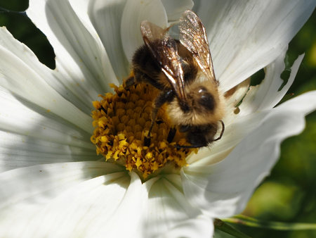 bee on a white flower collects nectar and pollinates the flowerの写真素材
