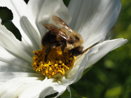 Bee on a white flower in the garden. Bee pollinates a flower.の写真素材