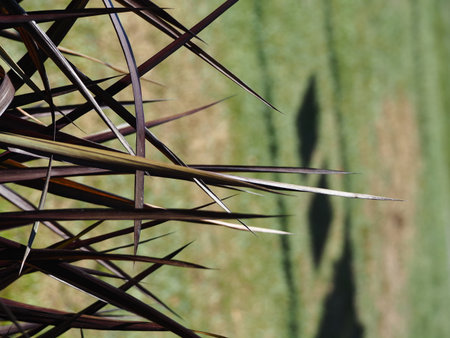 close up of a thorny plant in a meadow with a blurred backgroundの写真素材